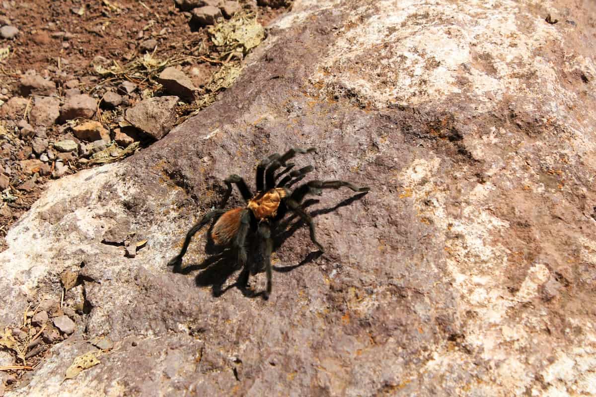 Wild tarantula at Big Bend National Park