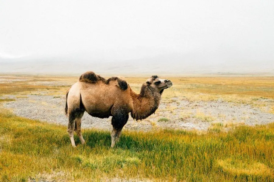 Camels in Afghanistan